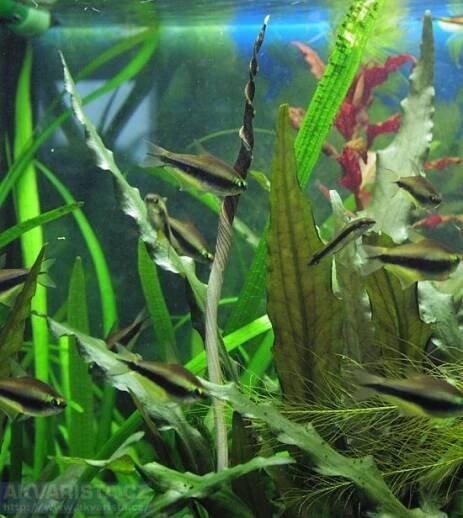 Cryptocoryne beckettii a Cryptocoryne affinis - AKVARISTA.cz