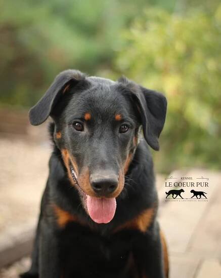 štěňátka k prodeji / puppies available | Le Coeur Pur – BEAUCERON & CONTINENTAL BULLDOG 