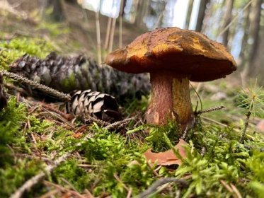 Kde aktuálně rostou houby?