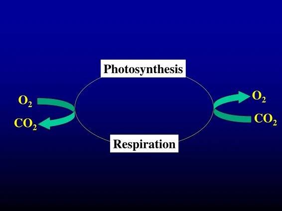 PPT - Introduction to Primary Production, Respiration and Nutrient Cycling PowerPoint Presentation - ID:270031