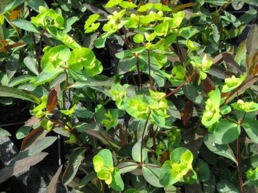 Euphorbia amygdaloides " Purpurea " - pryšec mandloňovitý Zahradnictví Krulichovi - zahradnictví, květinářství, trvalky