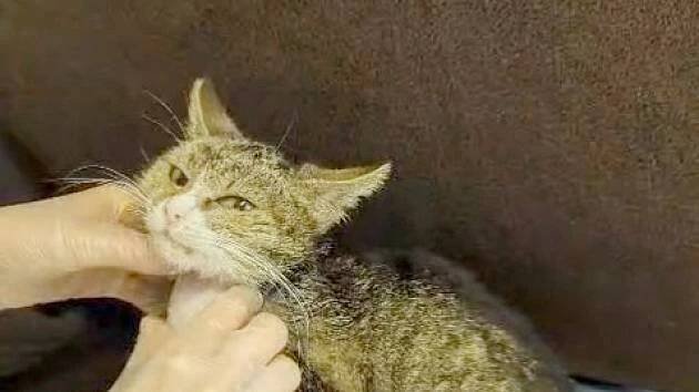 Zuboženou kočičku měli veterináři utratit. Dala jim jasný signál, že chce žít