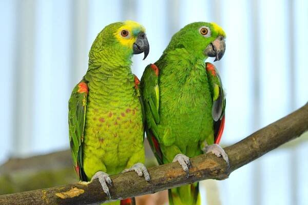 Our Rescued Parrots – Donate Now!