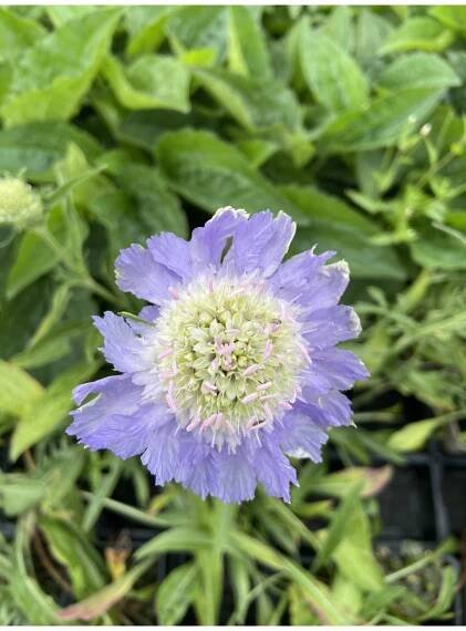 Scabiosa columbaria MARIPOSA BLUE - hlaváč