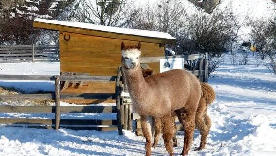 Lamacentrum Hády | Zoologické a botanické zahrady Brno | NaVylet.cz