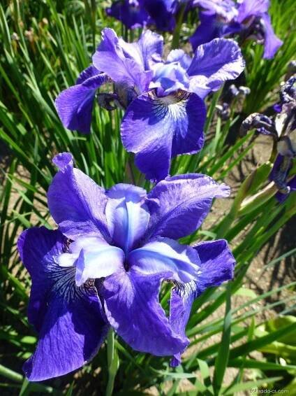 Kosatec sibiřský - Iris sibirica Cleeton Fancy, květy, květenství