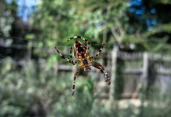 Pavouk, Strach, Fobie, Arachnofobie
