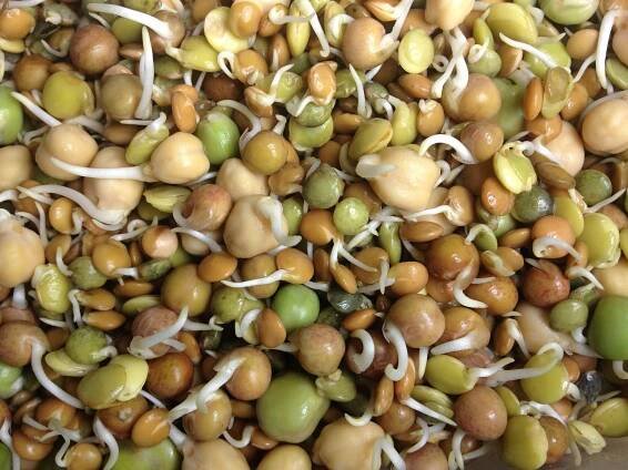 Sprout Mixes - Markito Fitness & Nutrition