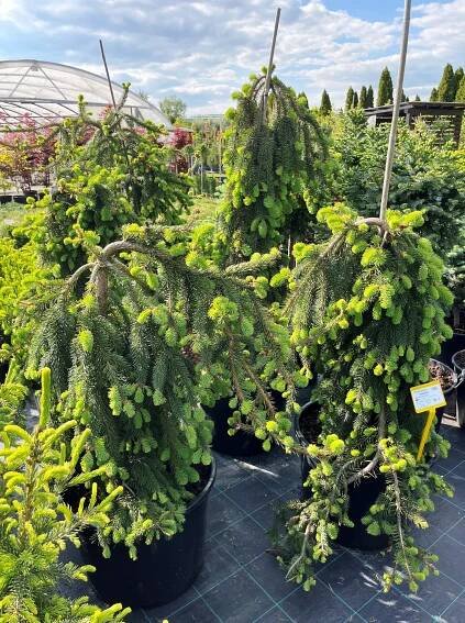Picea abies 'Inversa' - Image 2