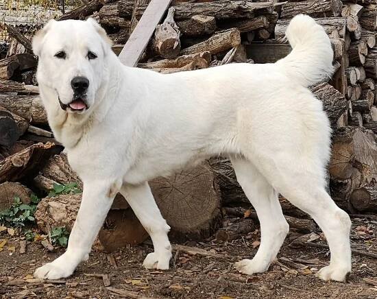 Alabai Dog