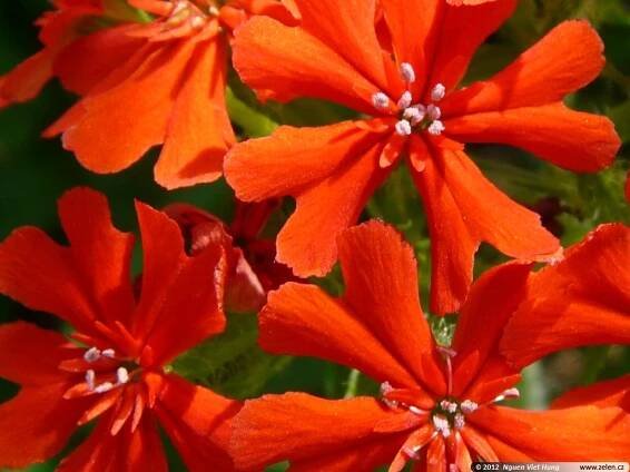 Lychnis chalcedonica kohoutek plamenný