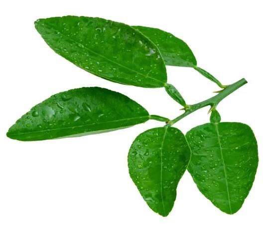 Leaf  lemon with drop of water isolated on white background ,Green leaves pattern — Stock Image