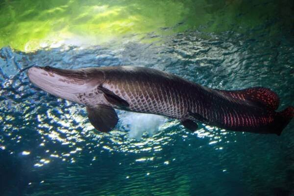 arapaima (sudis gigas) nebo ryby pirarucu - arapaima velká - stock snímky, obrázky a fotky
