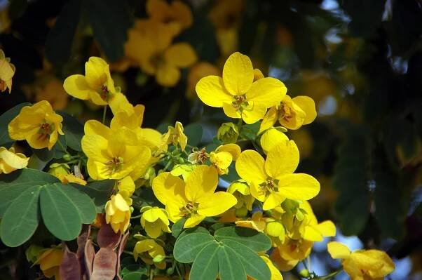 Kasie úzkolistá (Cassia angustifolia) - VMD drogerie a parfumerie