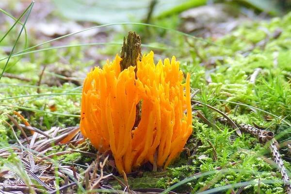 Die Goldggelbe Koralle ist ein sehr markanter Pilz der Wetterauer Wälder.