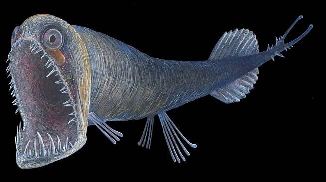 Schwarzer Drachenfisch (Malacosteus niger)