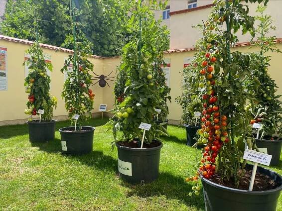 Zemědělské muzeum ve Valticích vystavuje dozrávající rajčata a papriky - Ekolist.cz