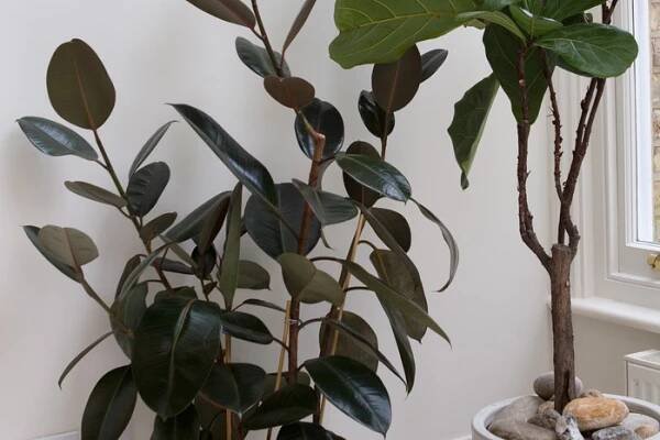 2048x1365-houseplants-to-try-ficus