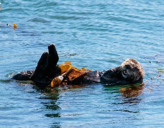 David R. Pearce - Sea Otters, Elephant Seals, Seals