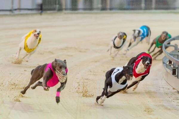 Česká greyhound dostihová federace – Chrtí dostihy, Greyhound Racing 