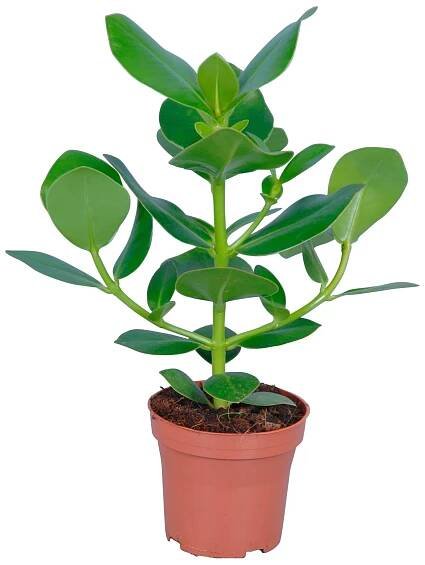 GROW by OBI Klusie Princess průměr květináče cca 12 cm