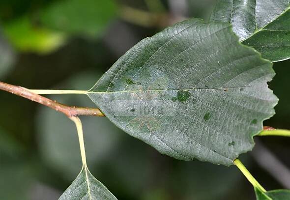 Alnus glutinosa - Betulaceae,Plantae,Pteridobiotina,Angiosperms,Fagales,Betulaceae,Alnus,Alnus glutinosa,Alnus aurea, Alnus emarginata, Alnus glutinosa f. aurea, Alnus glutinosa f. imperialis, Alnus glutinosa f. incisa, Alnus glutinosa f. laciniata, Alnus glutinosa f. longipediculata, Alnus glutinosa f. parvifolia, Alnus glutinosa f. quercifolia, Alnus glutinosa f. quercifolia, Alnus glutinosa var. vulgaris, Alnus imperialis, Alnus vulgaris, Betula alnus subsp. glutinosa, Betula alnus var. glutinosa, Betula glutinosa,Schwarz-Erle;Rot-Erle;Schwarz-Eller;alder;black alder;european alder;common alder;sticky alder;gray alder;Aulne glutineux;Verne;aulne;aulne noir;vergne;aliso negro;aliso comun;aliso común;aliso;alno;omero;umero;vinagrera;Ontano comune;alno ontano;ontano nero;ancetano;aunera;alno nero;witte wegdistel;zwarte els;amieiro;amieiro-comum;amieiro-vulgar;ольха клейкая;ольха чёрная;adi kızılağaç;kızılağaç;vërri;vern;verneda;vernet;crna joha;jalša;jošva;witte waterlelie;klibbal;rød-el;olsza czarna;črna jelša;enyves éger;mézgás éger;olše lepkavá;anin negru;arin negru;jelša lepkavá;вільха клейка;черна елша;must lepp;sanglepp;melnalksnis;svartor;tervaleppä;јова;juodalksnis;κλήθρα κολλώδης;haltza