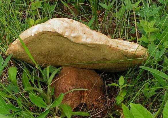 www.ohoubach.cz - o houbách, houbaření, houbařích a o přírodě obecně.