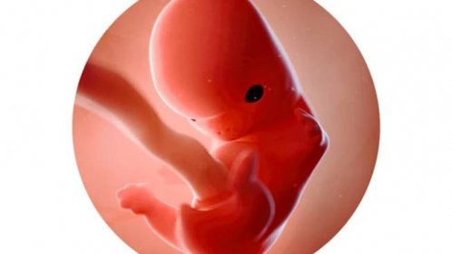 8. týden těhotenství: vývoj orgánů a končetin