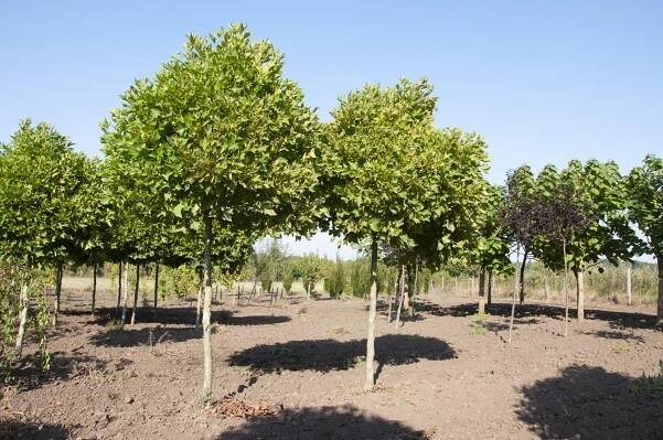 Platanus x acerifolia 'Alphen's Globe' - Platan | Starkl - zahradní­k spol. s r.o. STROMY