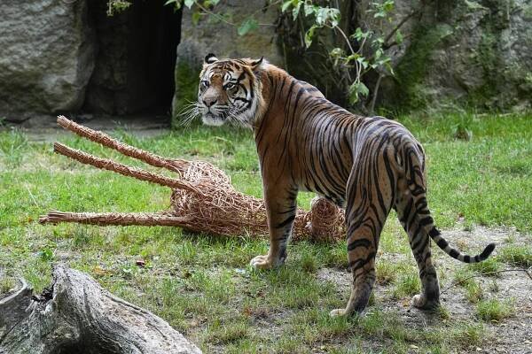 FOTO: Nový tygr v pražské zoo Achilles „lovil“ proutěnou srnu