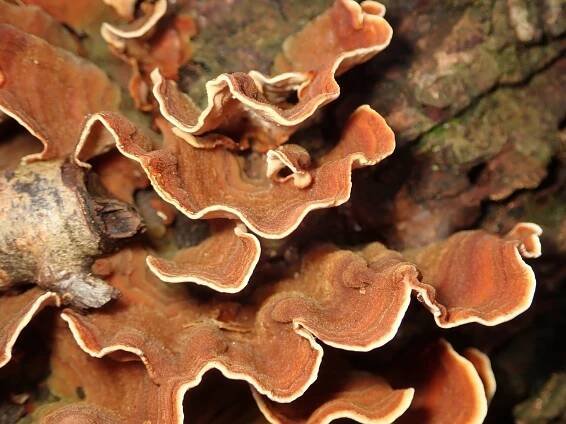 Stereum subtomentosum: Nejlepší průvodce houbami