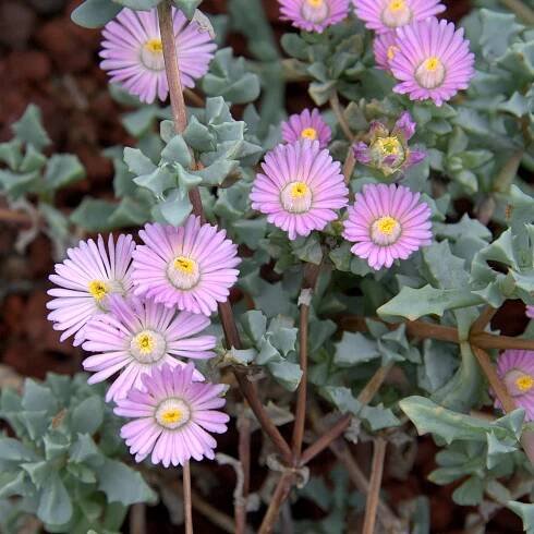 Oscularia