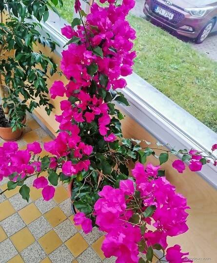 Bugenvilea (Bougainvillea)
