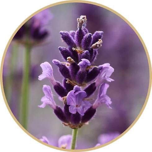 lavenders-circle-bronze