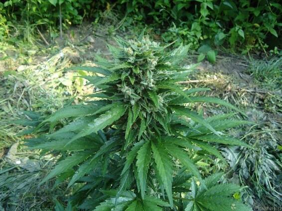 Cream Mandarine Auto - feminizovaná a samonakvétací semínka 5ks Sweet Seeds