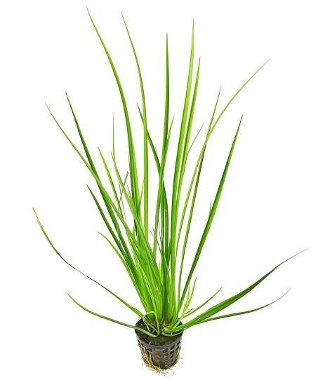 Acorus gramineus 'Variegatus'