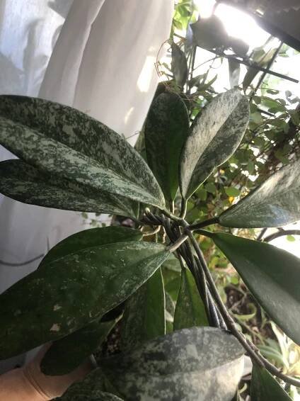Hoya Shirley - čerstvý řizek.