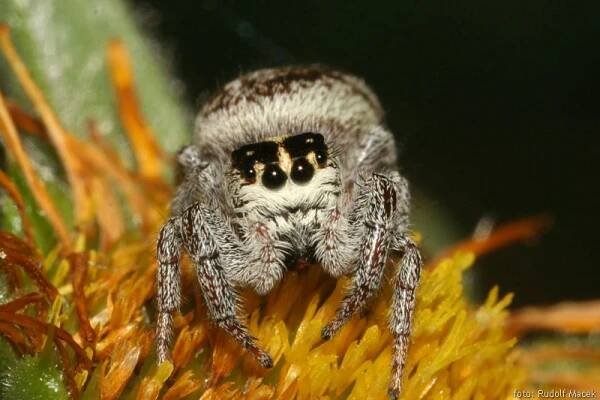 Česká arachnologická společnost - Macaroeris nidicolens (Walckenaer, 1802) [skákavka sosnová] → Čeleď: Salticidae → Rod