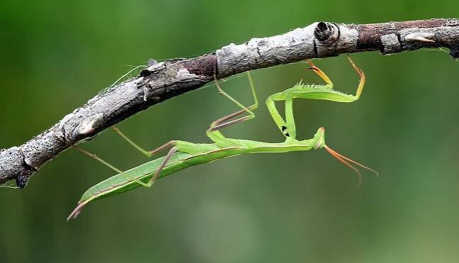 Mantis religiosa - kudlanka nábožná