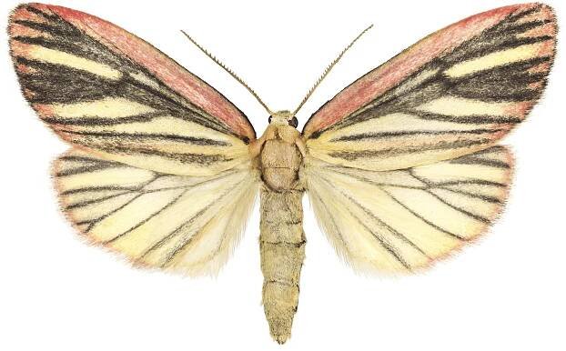 Melanaema venata .jpg