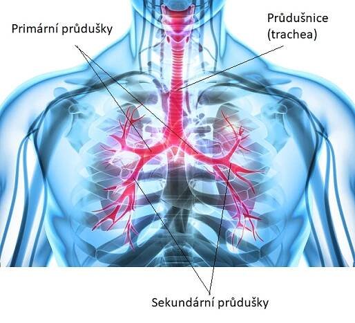 Umístění průdušek v těle