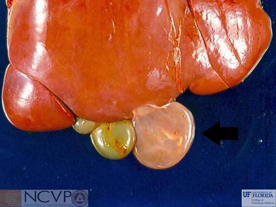 NCVP - National Center for Veterinary Parasitology - Cestodes