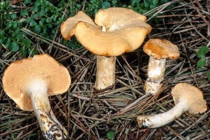 California Fungi: Hydnum repandum