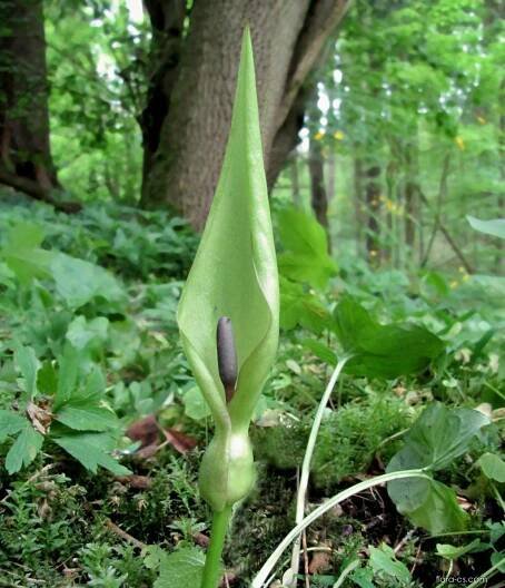 Árón plamatý (Arum maculatum), květy, květenství