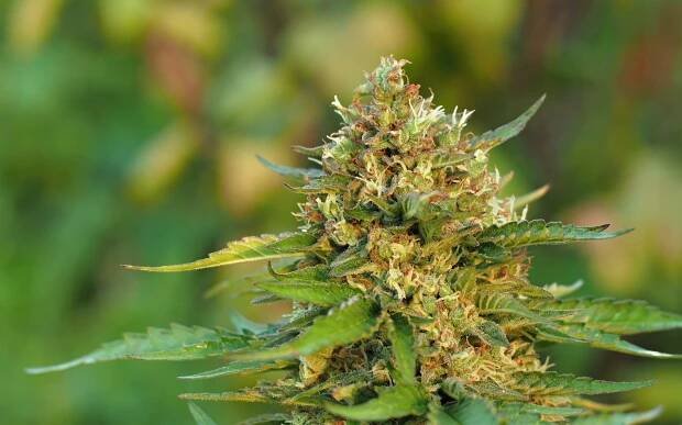 TAOSEEDS.CZ -> SEMENA KONOPÍ -> SUPER AUTO TAO Regular 5 pcs. TOP TAO SEEDS