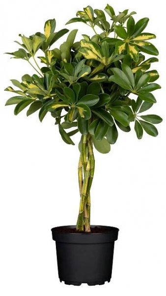 Piardino Šeflera Schefflera arboricola 'Gold Capella'; velikost květináče: 19 cm