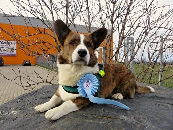 Dogdancing – základní fakta | Welsh Corgi a Kelpie klub CZ