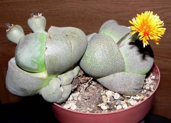 Pleiospilos