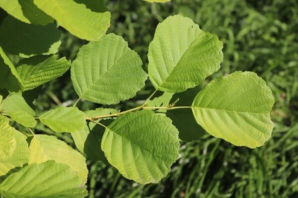 Alnus incana 'Aurea' - olše šedá (90) - list 