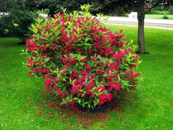Weigelie RED PRINCE